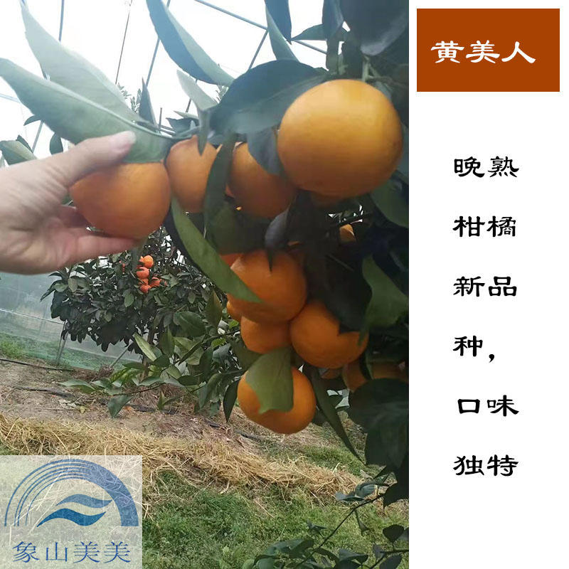 黄美人柑橘苗，象山新品种柑橘苗，爱媛68号，优质晚熟杂柑