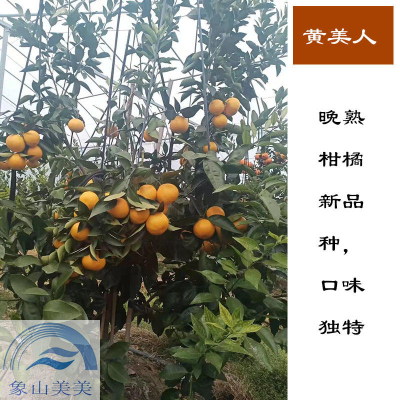 黄美人柑橘苗，象山新品种柑橘苗，爱媛68号，优质晚熟杂柑