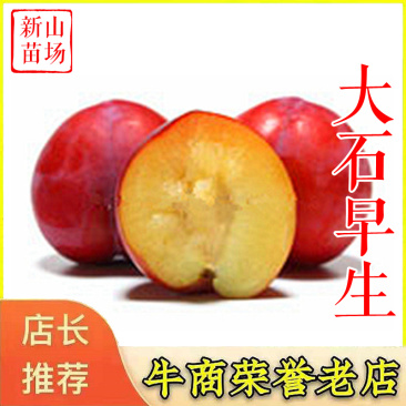早熟李子树苗大石早生日本早红李苗早熟李子苗