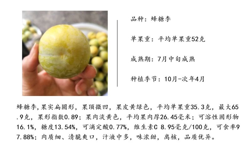 蜂糖李子苗蜂糖李树苗贵州六马蜂糖李苗品种保证