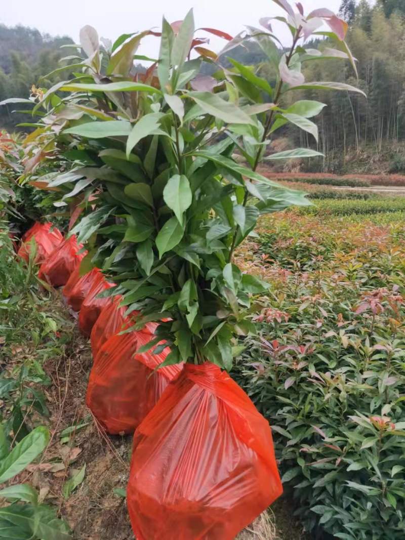 江西木荷杯苗基地木荷苗木1米木荷2公分木荷