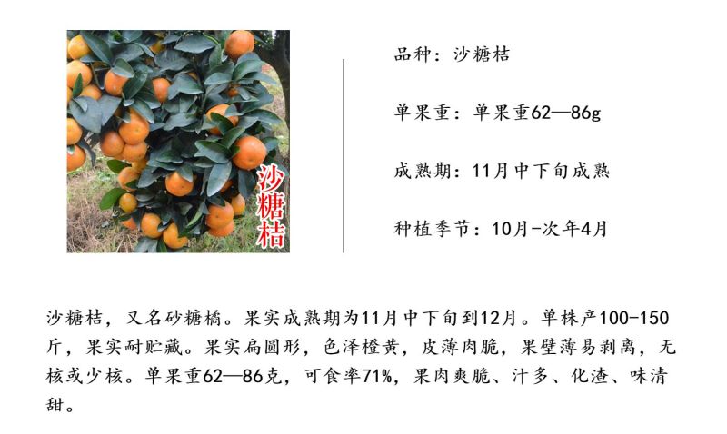 沙糖桔苗无籽早熟砂糖橘树砂糖桔树苗沙糖桔柑橘苗