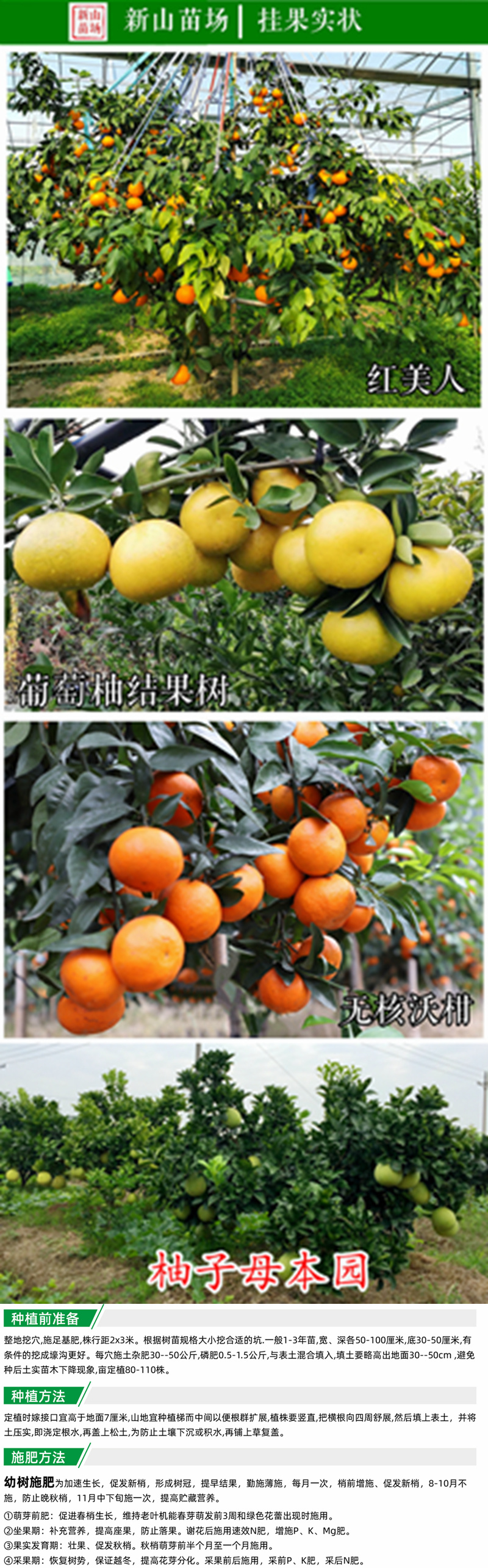 沙糖桔苗无籽早熟砂糖橘树砂糖桔树苗沙糖桔柑橘苗