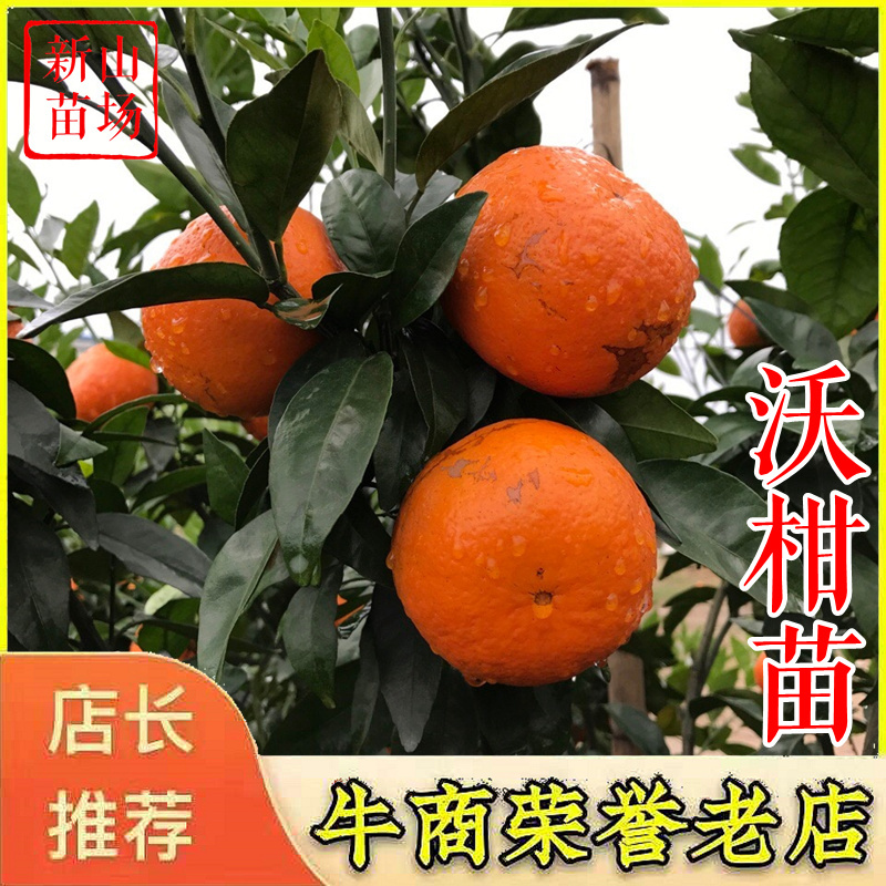 沃柑苗098091无核金诺澳桔无核沃柑苗沃柑树苗