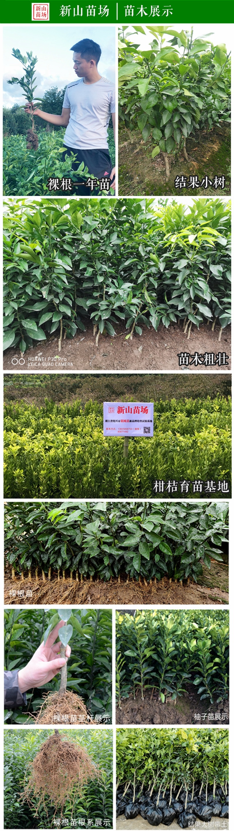 红肉脐橙苗湖北秭归卡拉卡拉橙子苗红心橙子树苗血橙苗