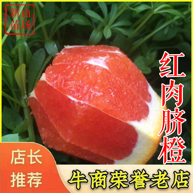 红肉脐橙苗湖北秭归卡拉卡拉橙子苗红心橙子树苗血橙苗