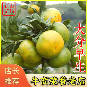 大分四号柑桔苗大分早生4号特早熟无核无籽柑橘苗