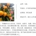 由良蜜桔苗由良柑橘树苗早熟蜜桔子苗柑桔树苗宁海