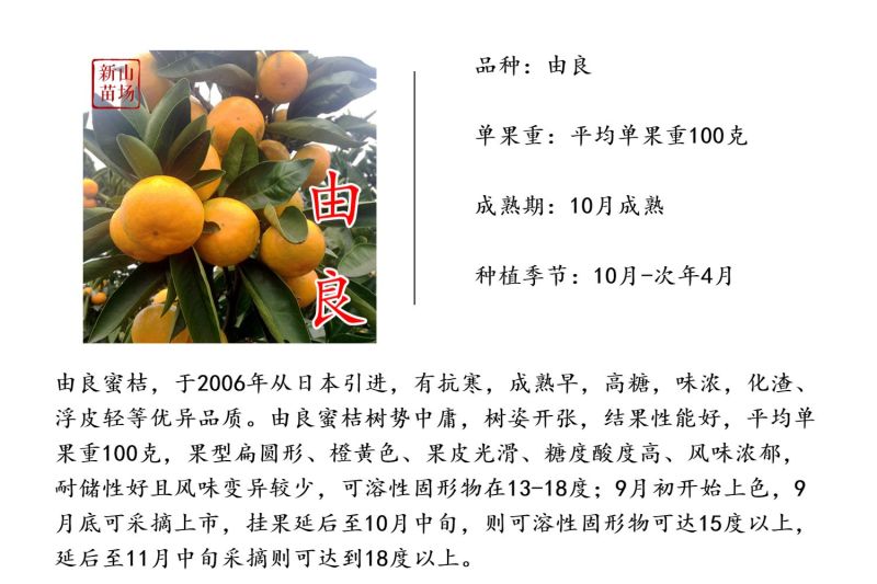 由良蜜桔苗由良柑橘树苗早熟蜜桔子苗柑桔树苗宁海