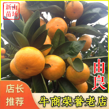 由良蜜桔苗由良柑橘树苗早熟蜜桔子苗柑桔树苗宁海