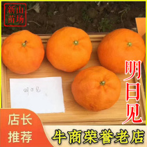 明日见柑橘苗新品种阿斯蜜晚熟柑桔苗兴津浙江新山苗场