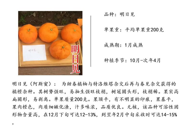 明日见柑橘苗新品种阿斯蜜晚熟柑桔苗兴津浙江新山苗场