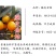 脆皮金桔苗金桔树苗金蛋融安脆蜜金柑滑皮金桔树苗