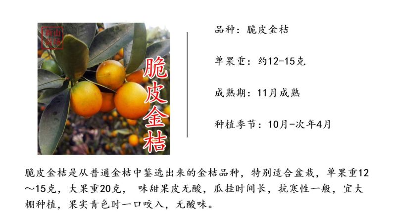 脆皮金桔苗金桔树苗金蛋融安脆蜜金柑滑皮金桔树苗