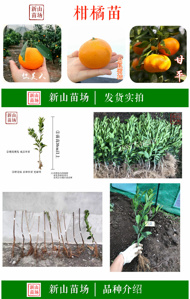 葡萄柚苗鸡尾葡萄柚台湾红皮西柚子苗葡萄柚树苗