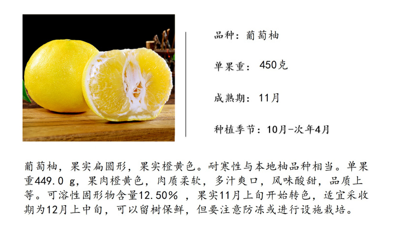 葡萄柚苗鸡尾葡萄柚台湾红皮西柚子苗葡萄柚树苗
