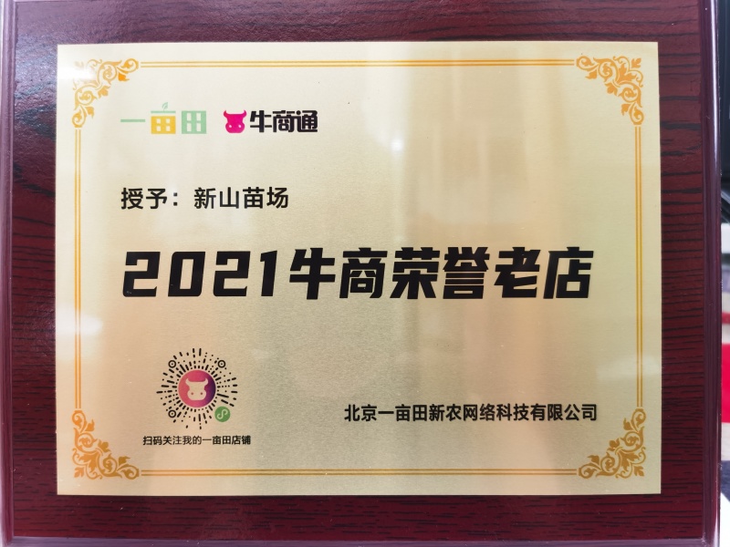 不知火柑橘苗丑柑苗丑八怪苗丑桔苗丑橘苗晚熟桔树苗