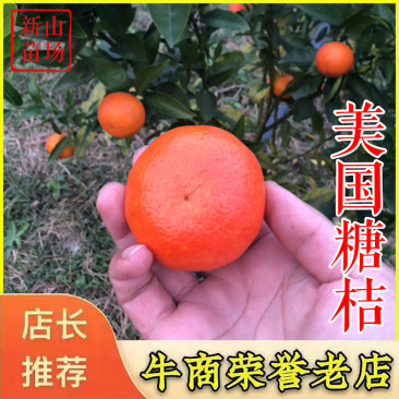 东方红桔苗美国糖桔苗钦桔1号世纪红柑橘苗桔子苗