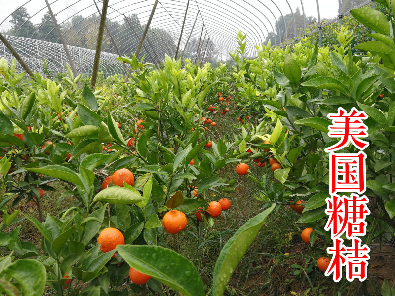 东方红桔苗美国糖桔苗钦桔1号世纪红柑橘苗桔子苗