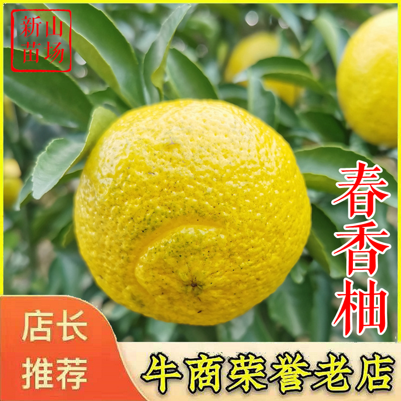 春香柚苗象山青桔柚苗黄金贡柚子苗浙江新山苗场