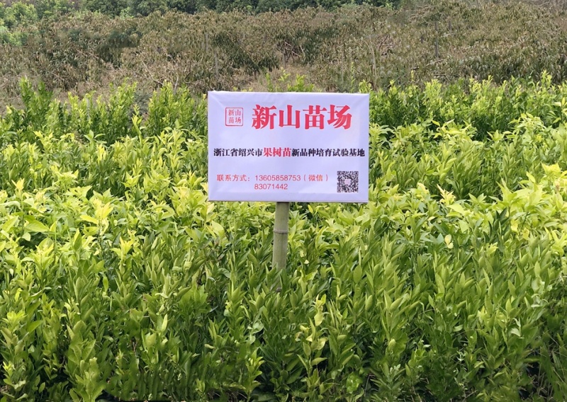 媛红碰柑苗缘红媛红椪柑红肉碰柑苗明日旺