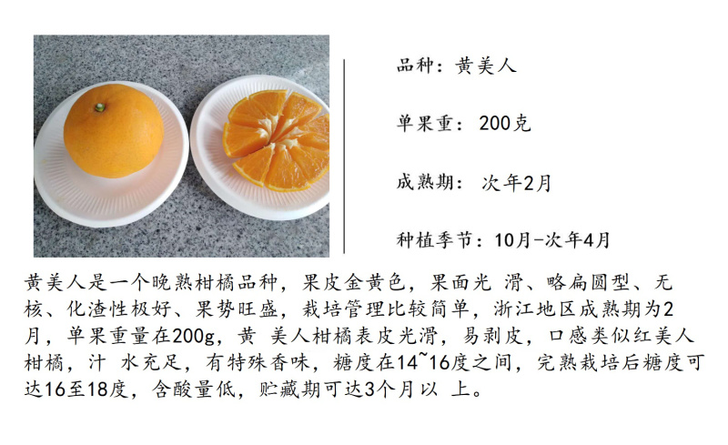 黄美人苗日本黄美人柑橘苗新品种爱媛68号柑桔子苗