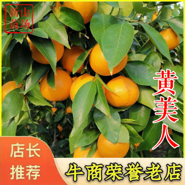 黄美人苗日本黄美人柑橘苗新品种爱媛68号柑桔子苗