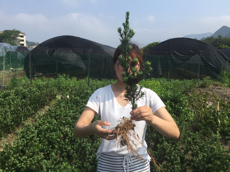 罗汉松苗雀舌罗汉松苗庭院阳台地栽盆栽盆景花卉绿植绿化