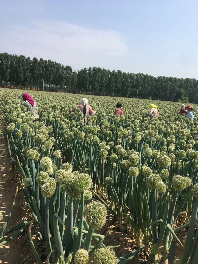 【精选】日本钢葱种子专业育种40年抗病性强全国发货包邮