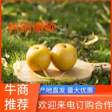 【牛商推荐】秋月梨味道纯正（河南沙土地种植万亩梨园直供）