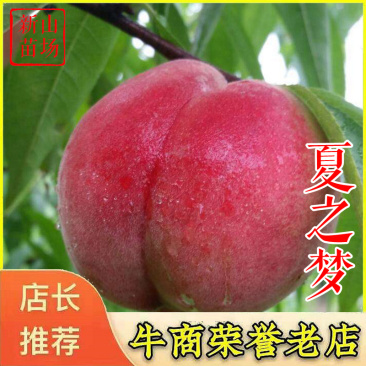夏之梦桃苗新品种中熟硬肉离核水蜜桃苗日本水蜜桃树苗