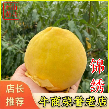 锦绣黄桃苗黄桃苗上海奉贤嘉善炎陵黄桃树苗新品种