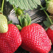 红颜草莓苗地拔草莓苗脱毒苗改良红颜草莓苗批发