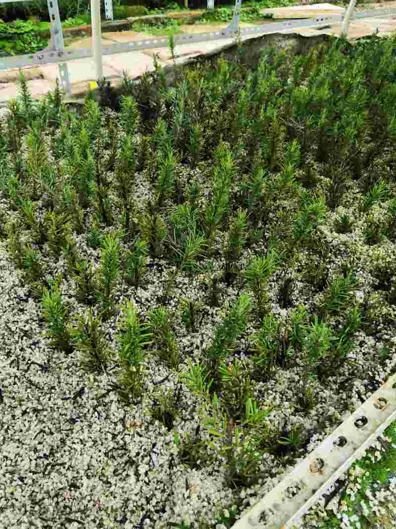 云南高原迷迭香苗优质高含量