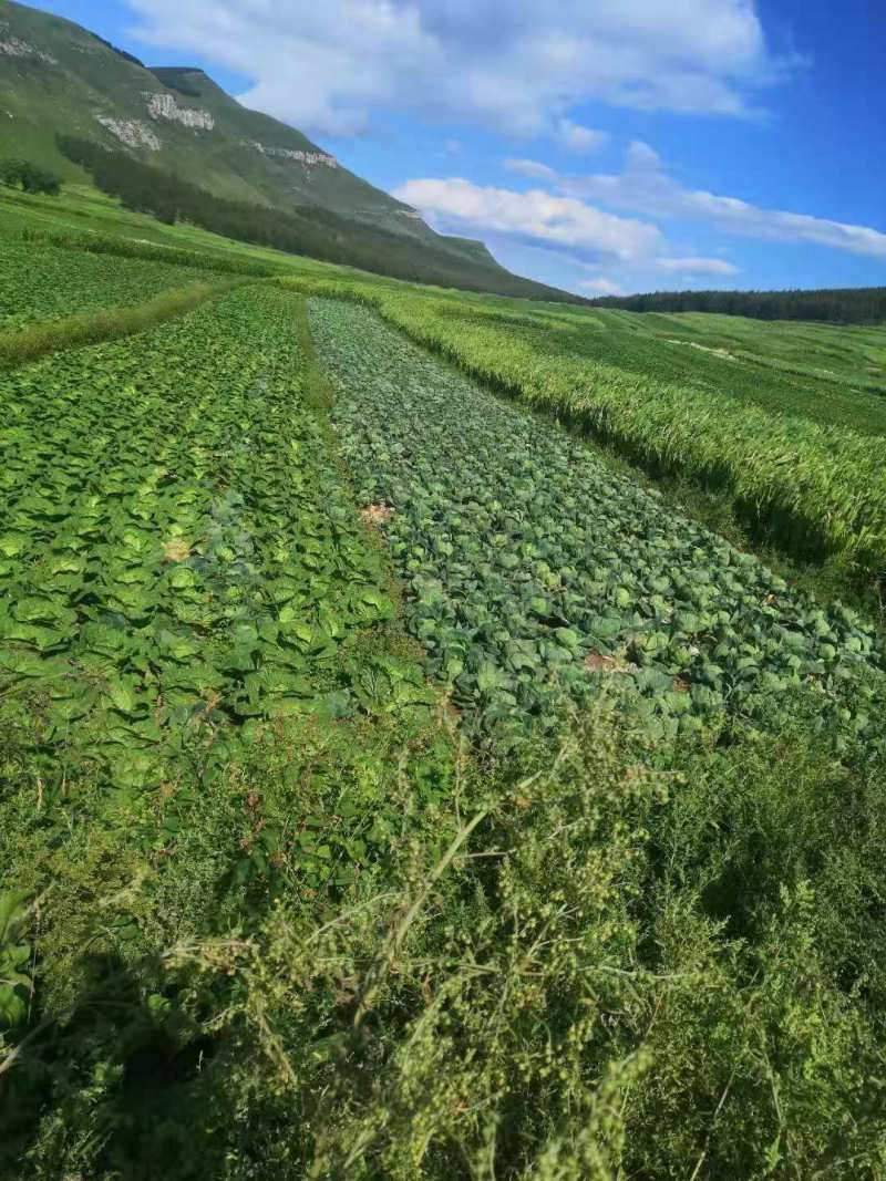 河北绿甘蓝基地直供支持视频看货价格优惠欢迎联系