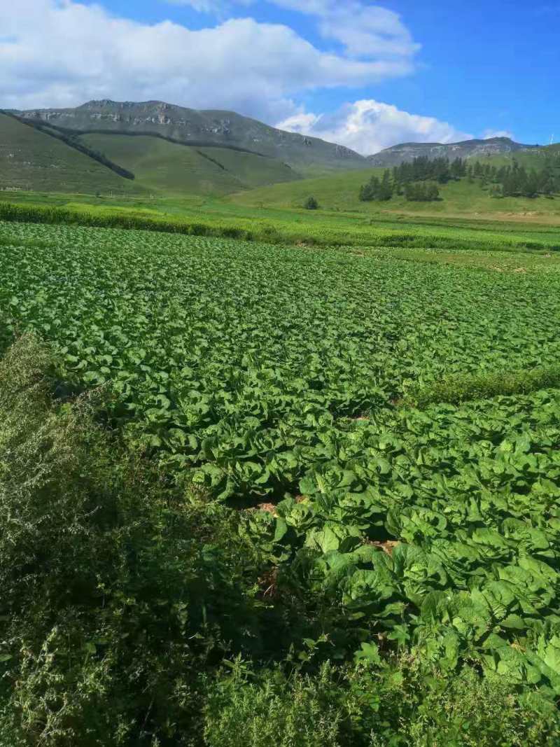 河北绿甘蓝基地直供支持视频看货价格优惠欢迎联系