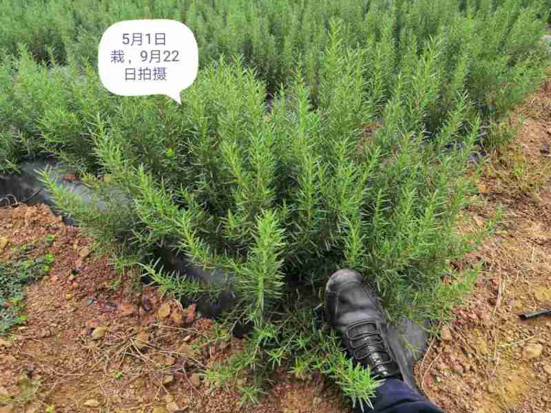 云南高原迷迭香干叶优质高含量