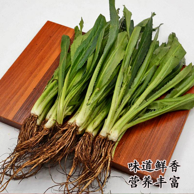 刺芫荽种子缅甸香菜大芫荽刺芹籽大香菜种籽蔬菜云南刺芫荽种