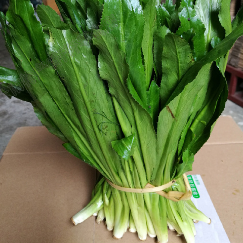 刺芫荽种子缅甸香菜大芫荽刺芹籽大香菜种籽蔬菜云南刺芫荽种