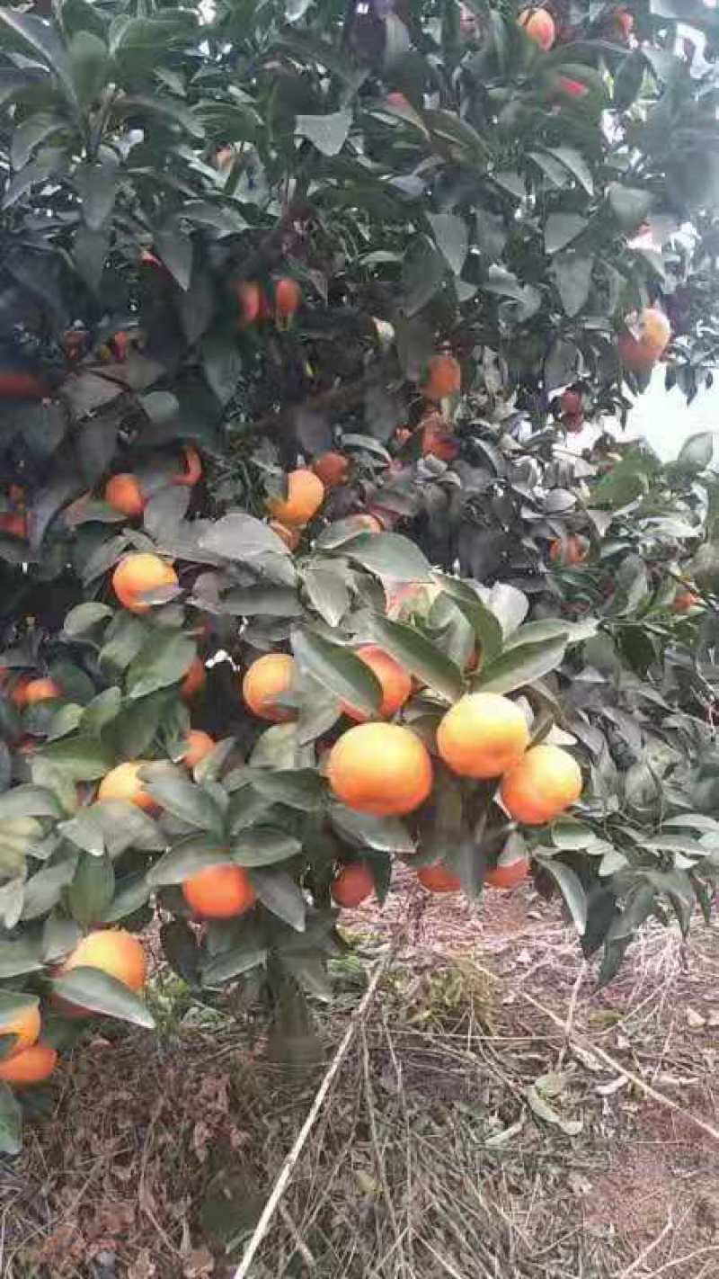 蜜桔湖北万亩种植基地产地直销品质保证承接全国电商