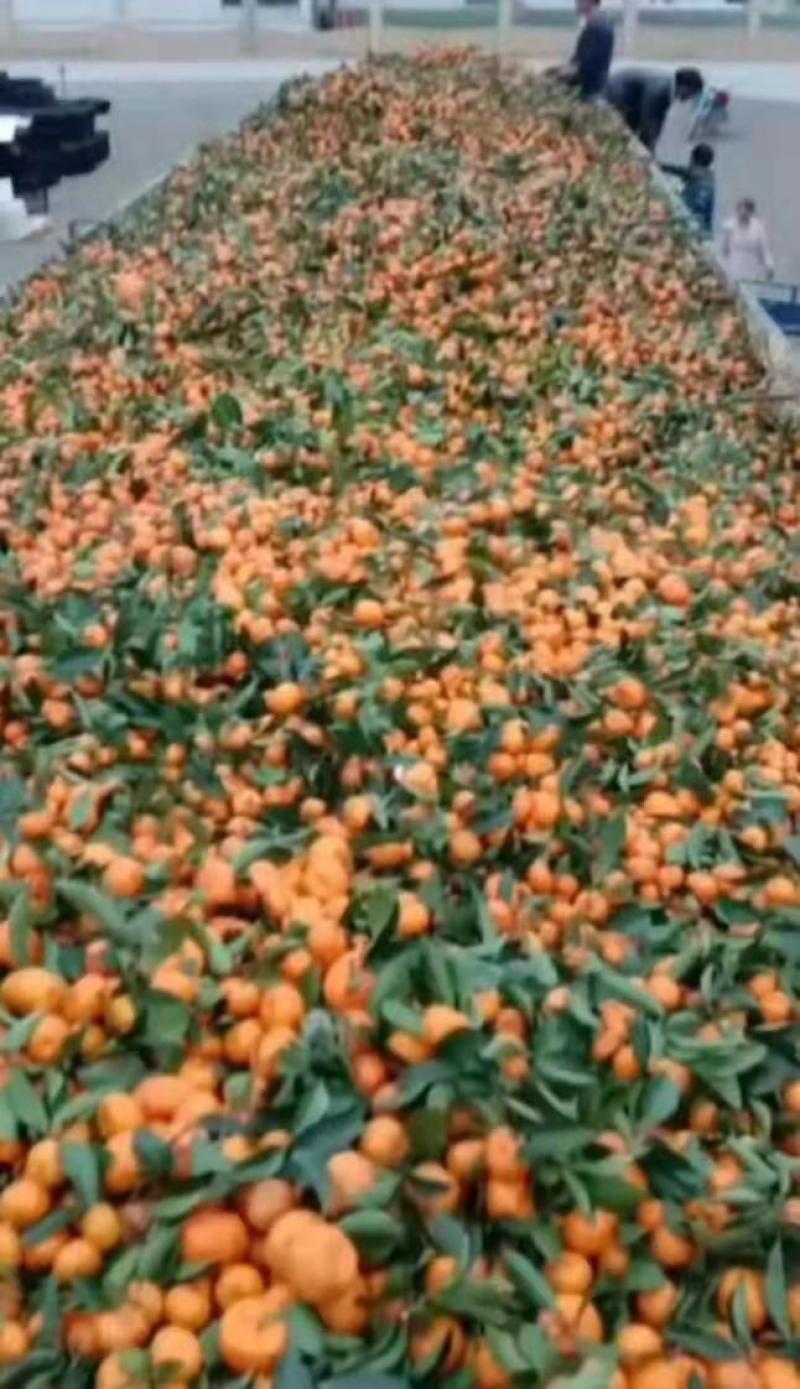 蜜桔湖北万亩种植基地产地直销品质保证承接全国电商
