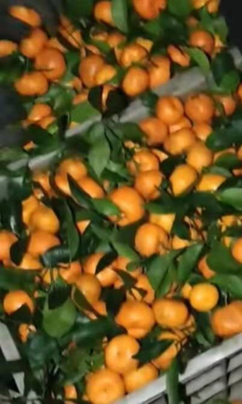 蜜桔湖北万亩种植基地产地直销品质保证承接全国电商
