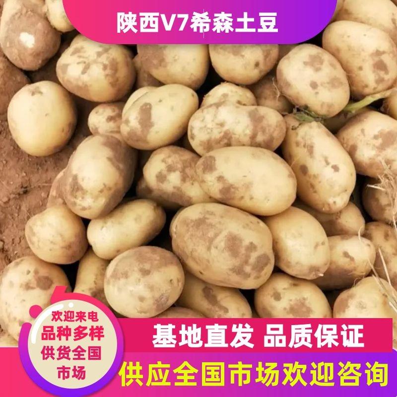 陕北土豆V7希森大量上市，基地货源稳定，供货全国客户
