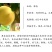 锦香黄桃苗黄金蜜一号桃树苗金灿早熟黄桃苗新品种