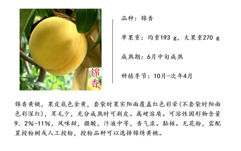 锦香黄桃苗黄金蜜一号桃树苗金灿早熟黄桃苗新品种