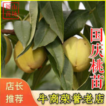 国庆桃苗迎庆桃树苗晚熟品种硬桃脆桃苗新品种