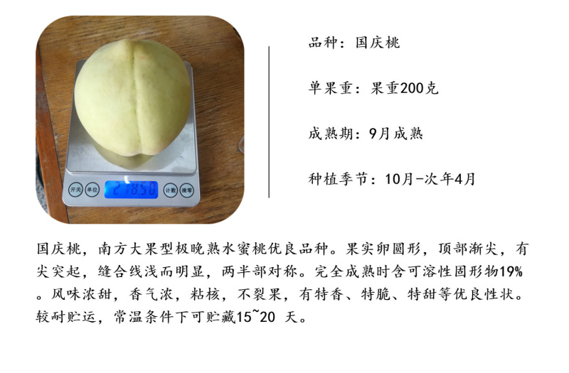 国庆桃苗迎庆桃树苗晚熟品种硬桃脆桃苗新品种