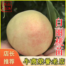 白丽桃苗奉化水蜜桃树苗晚熟品种日本新品种桃苗南方种