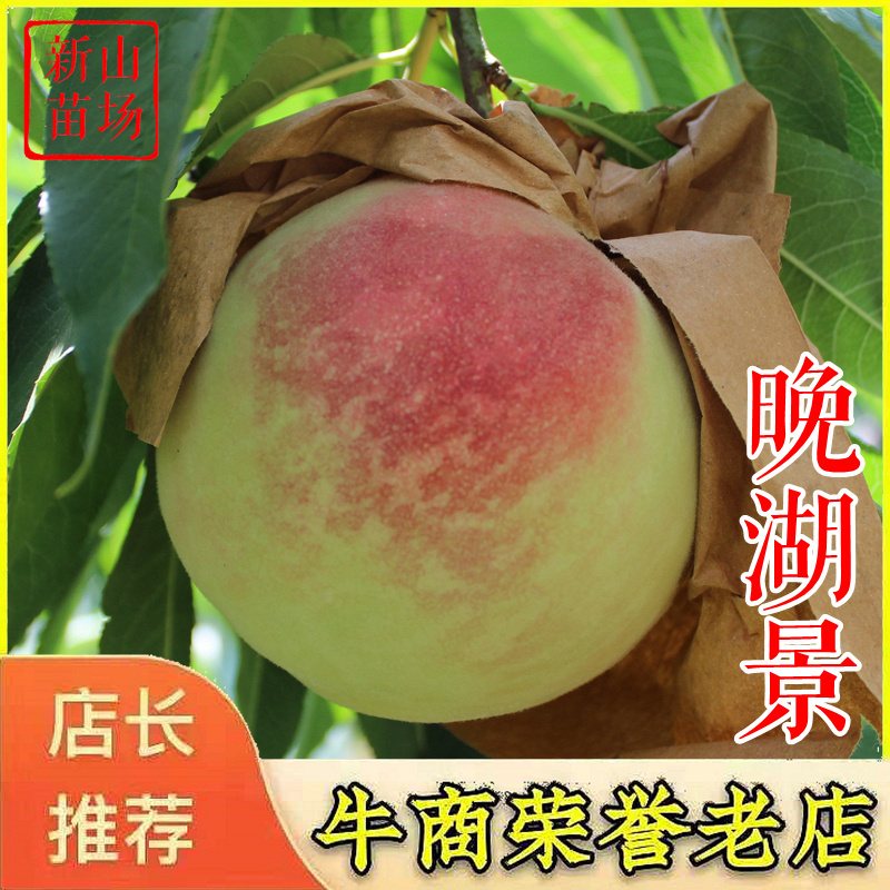 阳山水蜜桃苗晚湖景新白花红不软桃树苗新品种