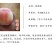 阳山水蜜桃苗晚湖景新白花红不软桃树苗新品种